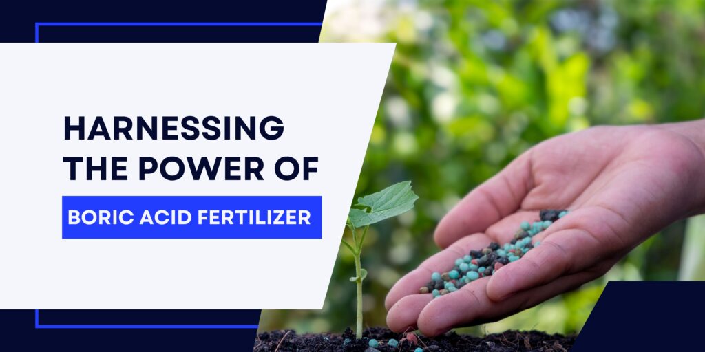 boric acid fertilizer - blog banner